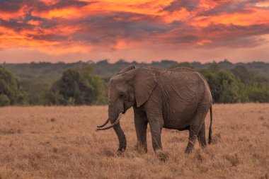 Clsoe up of African Bush Elephants walking on the road in wildlife reserve. Maasai Mara, Kenya, Africa. (Loxodonta africana)