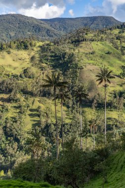 Wax palm trees, native to the humid montane forests of the Andes, towering the landscape of Cocora Valley at Salento, among the coffee zone of Colombia