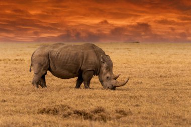 White Rhinoceros Ceratotherium simum Square-lipped Rhinoceros at Khama Rhino Sanctuary Kenya Africa.
