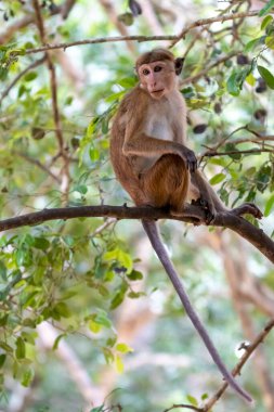 Toque macaque maymunu tropikal yağmur ormanlarının gölgesinde ince bir ağaç gövdesine tırmanır..