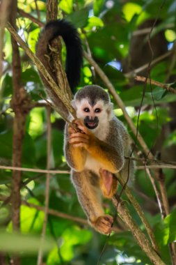 Sincap maymun, Saimiri oerstedii, yeşil yaprakları, Corcovado Np, Kosta Rika ile ağaç gövdesi üzerinde oturuyor. Tropik Orman bitki örtüsü maymun. Doğadan yaban hayatı sahne. Güzel sevimli hayvan.
