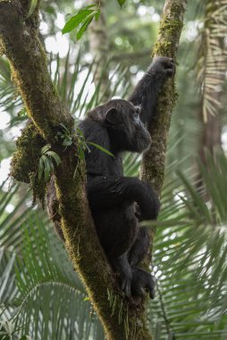 Doğal ortamında öten şempanze (Pan trogloditler)