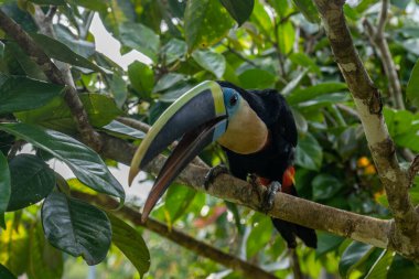 beautiful colored plate-billed mountain toucan (Andigena laminirostris) sitting n the branch very near in the cloud forest