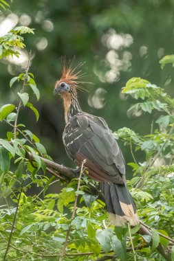 Güney Amerika, Peru 'daki Sandoval Gölü' ndeki Amazon yağmur ormanlarında büyüyen armalı Hoatzin (Opisthocomus hoazin).