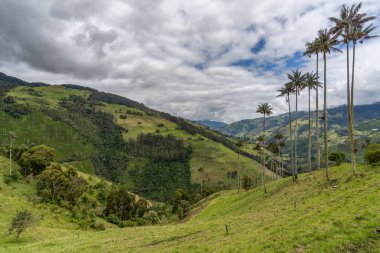 Wax palm trees, native to the humid montane forests of the Andes, towering the landscape of Cocora Valley at Salento, among the coffee zone of Colombia