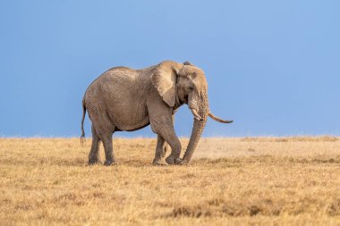 Clsoe up of African Bush Elephants walking on the road in wildlife reserve. Maasai Mara, Kenya, Africa. (Loxodonta africana)