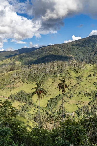 Wax palm trees, native to the humid montane forests of the Andes, towering the landscape of Cocora Valley at Salento, among the coffee zone of Colombia