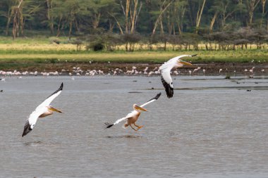 Beyaz pelikan, Pelecanus onocrotalus, Kerkini Gölü, Yunanistan. Mavi su yüzeyinde pelikanlar. Avrupa doğa Wildlife sahnesi. Kuş Dağı arka planı. Uzun Turuncu faturaları ile kuşlar.
