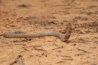 Kobra, ünlü başlığı oluşturmak için kaburgaları genişletebilen bazı elapidlerin yaygın adıdır..