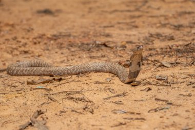 Kobra, ünlü başlığı oluşturmak için kaburgaları genişletebilen bazı elapidlerin yaygın adıdır..