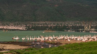 beautiful sunset over Lake Baringo with pink flamingos in the foreground