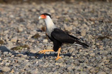 Northern Crested Caracara (Caracara cheriway) perched, Texas, USA