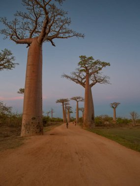 Baobab ağaçları gün batımında Madagaskar 'da Baobab Bulvarı' nda