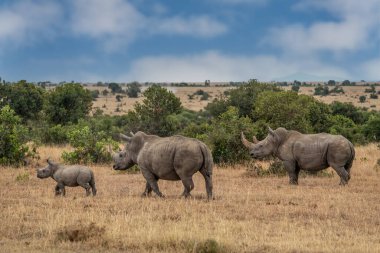 White Rhinoceros Ceratotherium simum Square-lipped Rhinoceros at Khama Rhino Sanctuary Kenya Africa.