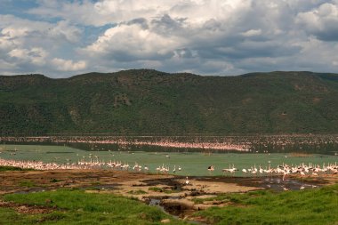 beautiful sunset over Lake Baringo with pink flamingos in the foreground