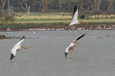 Beyaz pelikan, Pelecanus onocrotalus, Kerkini Gölü, Yunanistan. Mavi su yüzeyinde pelikanlar. Avrupa doğa Wildlife sahnesi. Kuş Dağı arka planı. Uzun Turuncu faturaları ile kuşlar.