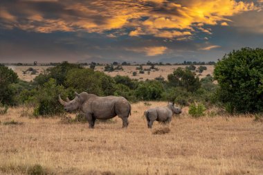 White Rhinoceros Ceratotherium simum Square-lipped Rhinoceros at Khama Rhino Sanctuary Kenya Africa.