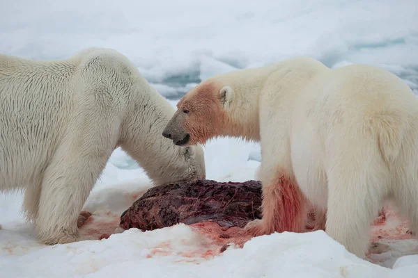 两只北极熊捕捉到海豹 它们在北方的冰海上吐痰 — 图库照片