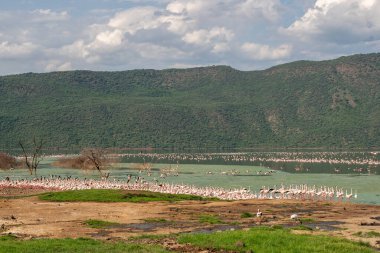 beautiful sunset over Lake Baringo with pink flamingos in the foreground
