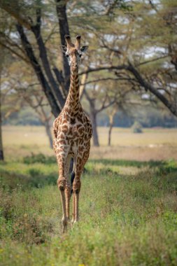 Giraffe in front Amboseli national park Kenya masai mara.(Giraffa reticulata) sunset.