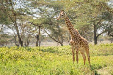 Giraffe in front Amboseli national park Kenya masai mara.(Giraffa reticulata) sunset.