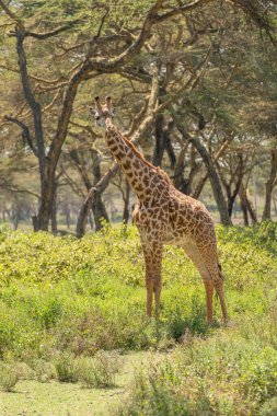 Giraffe in front Amboseli national park Kenya masai mara.(Giraffa reticulata) sunset.