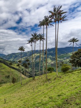 Wax palm trees, native to the humid montane forests of the Andes, towering the landscape of Cocora Valley at Salento, among the coffee zone of Colombia