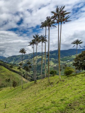 Wax palm trees, native to the humid montane forests of the Andes, towering the landscape of Cocora Valley at Salento, among the coffee zone of Colombia