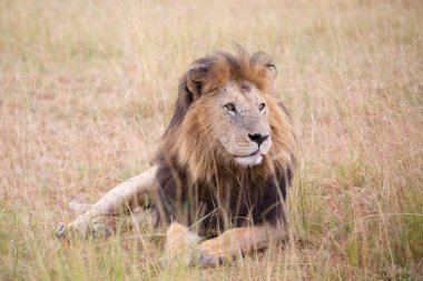 Masai Mara 'nın altın çimlerinde Güzel Aslan Sezar, Kenya Panthera Leo.