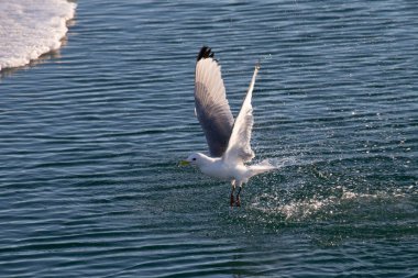 seagull flying over the North Sea looking for fish