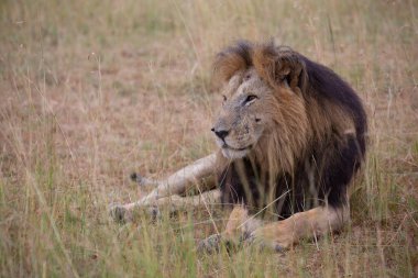 Masai Mara 'nın altın çimlerinde Güzel Aslan Sezar, Kenya Panthera Leo.