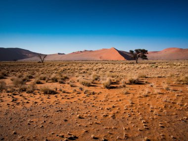 Ölü Camelthorn ağaç kırmızı tepeleri ve Deadvlei, Sossusvlei mavi gökyüzünde karşı. Namib-Naukluft Milli Parkı, Namibya, Afrika