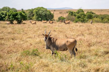 An eland bull (Taurotragus oryx) glances at the camera as he walks across a hilly savannah. Ol Pejeta Conservancy, Laikipia, Kenya.