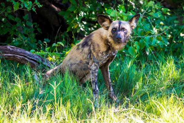 Afrika vahşi köpeği Lycaon Pictus, suda yürüyor. Büyük kulaklı boyanmış köpek avlamak, doğal ortamında güzel vahşi hayvan. Doğa, Moremi, Okavanago deltası, Botswana, Afrika