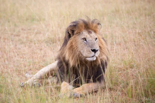 Masai Mara 'nın altın çimlerinde Güzel Aslan Sezar, Kenya Panthera Leo.