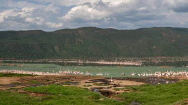 beautiful sunset over Lake Baringo with pink flamingos in the foreground