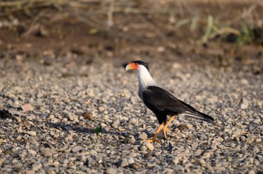 Northern Crested Caracara (Caracara cheriway) perched, Texas, USA