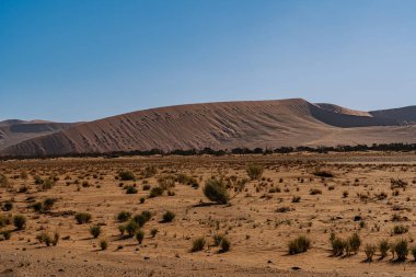 Namib Çölü 'nde kum tepeleri ve Namibya' nın ön planında ağaçlar.