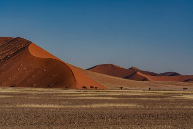 Namib Çölü 'nde kum tepeleri ve Namibya' nın ön planında ağaçlar.