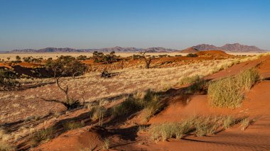 Namib Çölü 'nde kum tepeleri ve Namibya' nın ön planında ağaçlar.