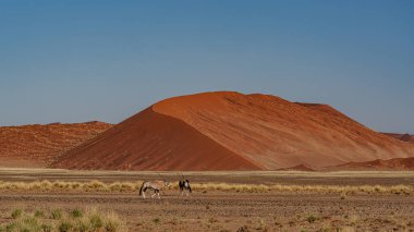 Namib Çölü 'nde büyük kum tepeleri ve Namibya' nın ön planında antilop antilop ağaçları var.