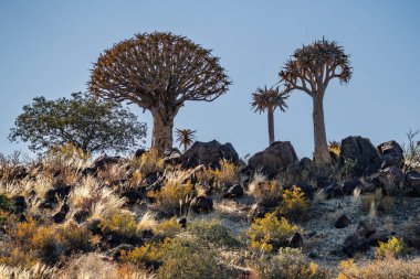 Çöl yatay, titreme ağaçları (Aloe dichotoma) ile Northern Cape, Güney Afrika