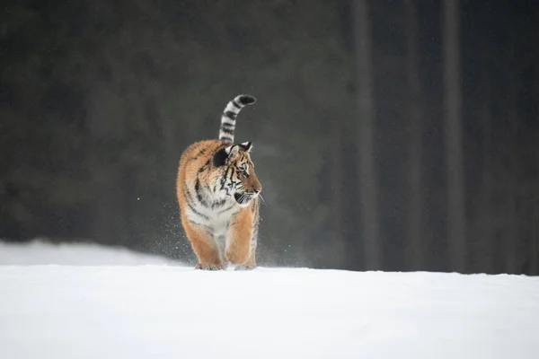 Szibériai Tigris Fut Hóban Gyönyörű Dinamikus Erőteljes Fénykép Erről Fenséges — Stock Fotó