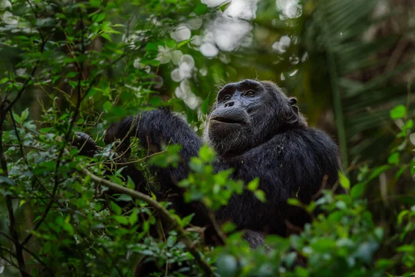 Chimpancé Saltarín Pan Troglodytes Hábitat Natural — Foto de Stock