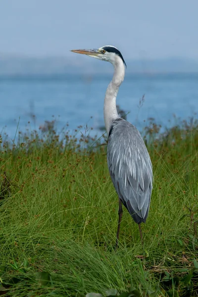 stock image Great Blue Heron (Ardea Herodias) standing in a marsh