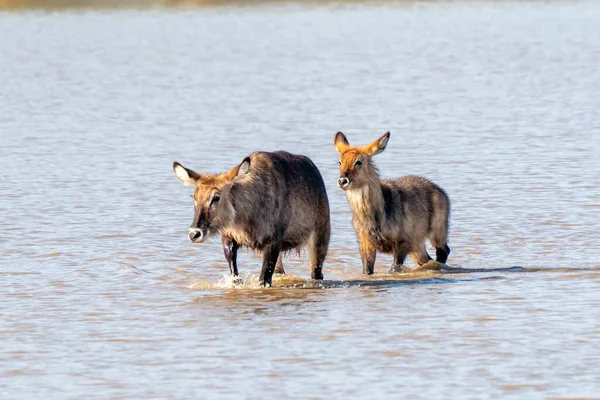 Männlicher Wasserbock Kobus Ellipsiprymnus Große Antilope Ostafrika Nettes Afrikanisches Tier — Stockfoto