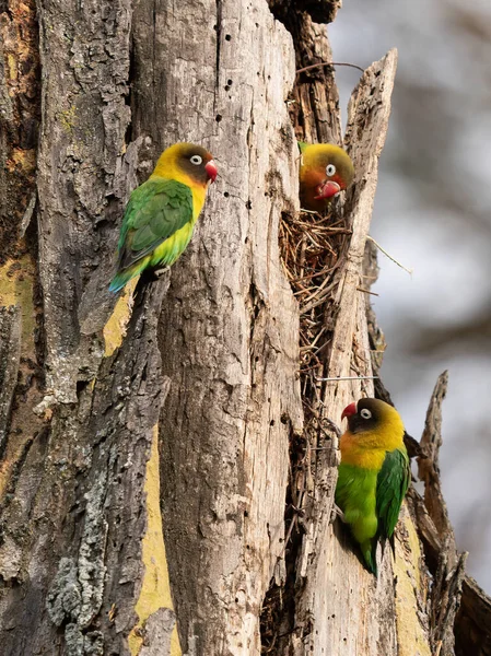 Two Fischer Lovebirds Agapornis Fischeri Nuzzle Each Other Ngorongoro Conservation — 스톡 사진