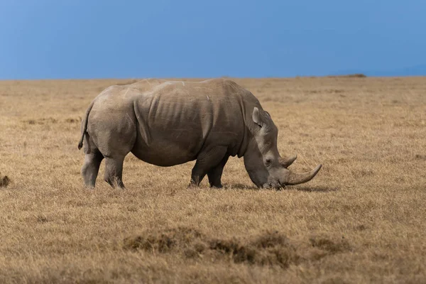 White Rhinoceros Ceratotherium Simum Square Lipped Rhinoceros Khama Rhino Sanctuary — Fotografia de Stock