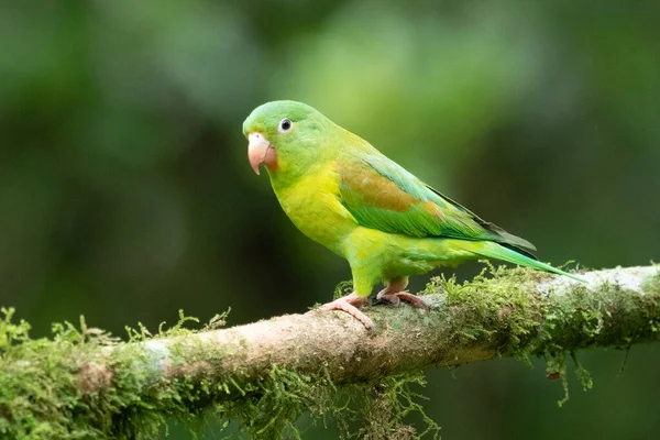Orange Chinned Parakeet Brotogeris Jugularis Also Known Tovi Parakeet Small — Stock Fotó