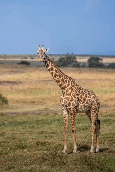 Giraffe Front Amboseli National Park Kenya Masai Mara Giraffa Reticulata — Stok fotoğraf